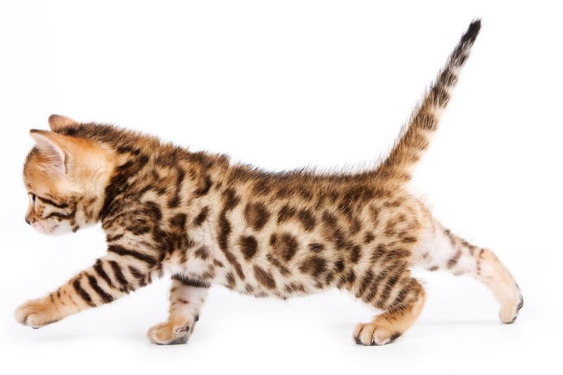 90004 800x533 Tiny_Bengal_kitten