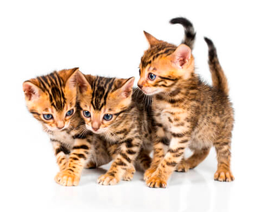 filhotes_bengal