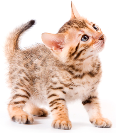 gatinho_bengal