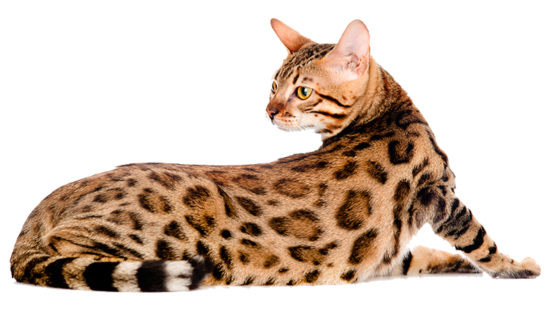 gato_bengal_deitado