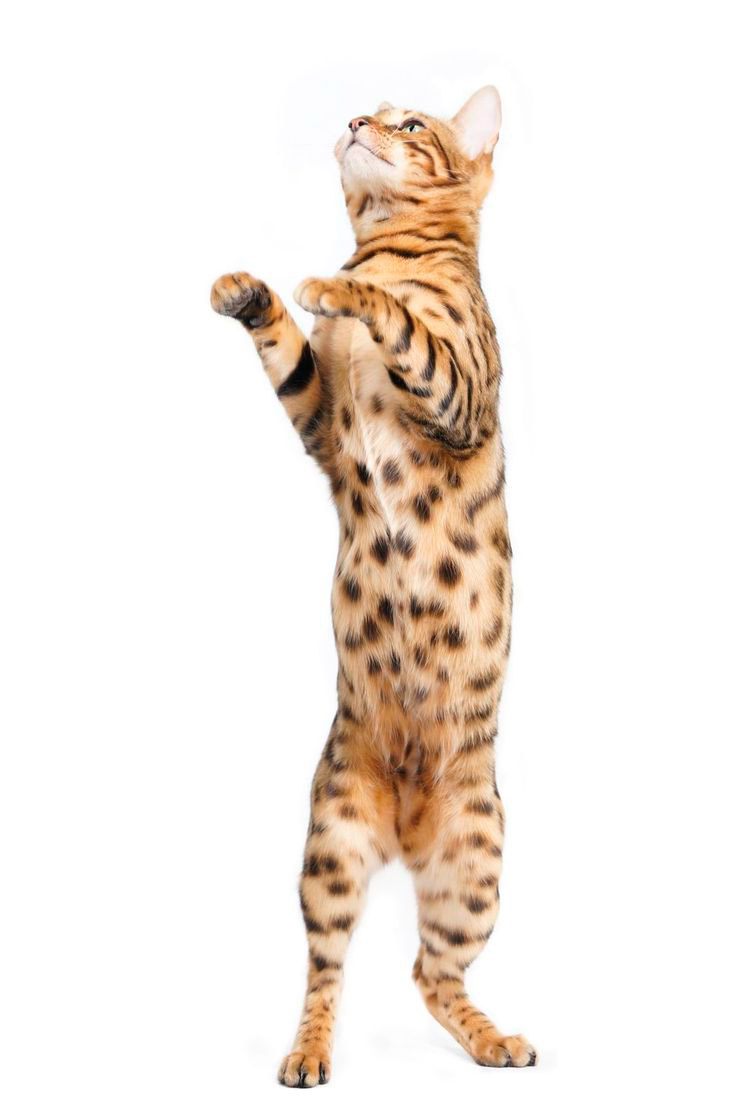 gato_bengal_esquerda